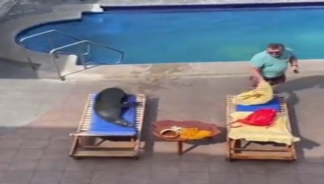 Watch: Internet left in splits after sea lion enters hotel, takes man’s lounge chair Watch: Internet left in splits after sea lion enters hotel, takes man’s lounge chair