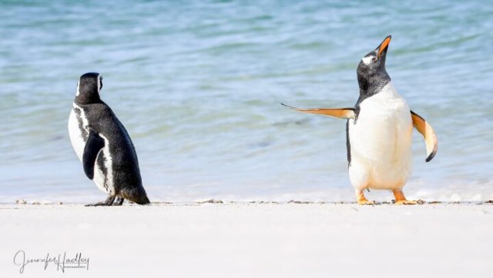 These 12 images are going to make you laugh, we guarantee it