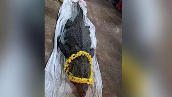 Babiya of Kerala temple fame passes away: Why hundreds attended funeral of 75-year-old ‘vegetarian’ crocodile