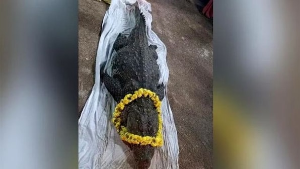 Babiya of Kerala temple fame passes away: Why hundreds attended funeral of 75-year-old ‘vegetarian’ crocodile