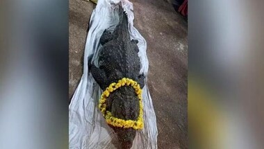 Babiya of Kerala temple fame passes away: Why hundreds attended funeral of 75-year-old ‘vegetarian’ crocodile
