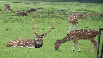 Animal Planet? Why the world's wildlife population has decline by nearly 70%