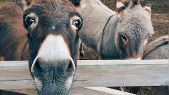 China 'keen' on importing donkeys, dogs from Pakistan