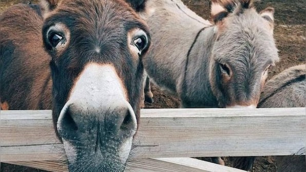 China 'keen' on importing donkeys, dogs from Pakistan
