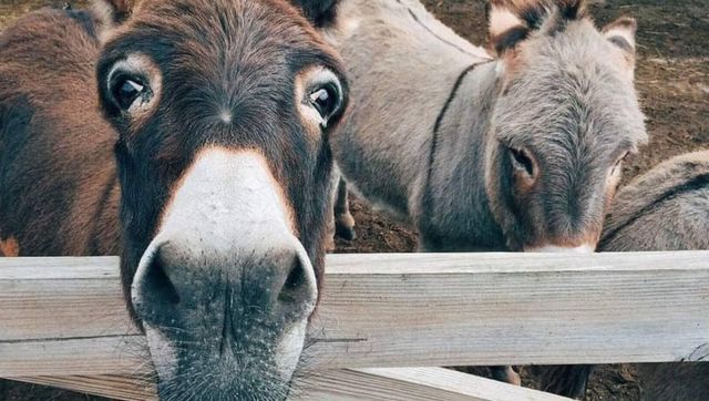 China 'keen' on importing donkeys, dogs from Pakistan China 'keen' on importing donkeys, dogs from Pakistan
