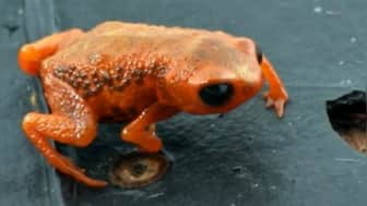 Tiny frog can't figure out how to jump, its failed attempts leave internet in splits