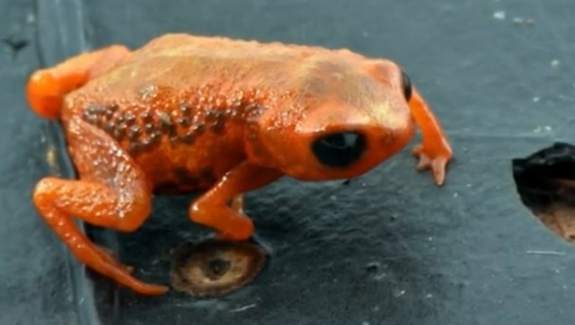 Frog Splots Tiny frog can't figure out how to jump, its failed attempts leave ...