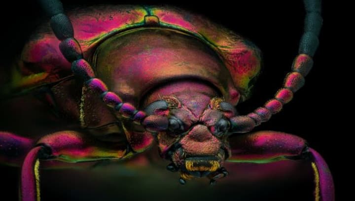 The miniature marvels of the world unlocked! The miniature marvels of the world unlocked!