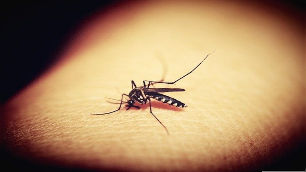 Explained: How scientists engineered mosquitoes that cannot spread malaria – Firstpost