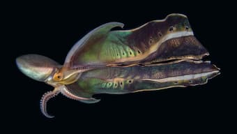 Viral video exhibits rare Glass octopus in all its glory