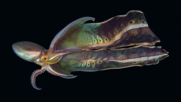 Viral video exhibits rare Glass octopus in all its glory