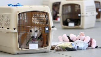 What is a pet insurance policy and how is it beneficial for your adorable pet? Details here