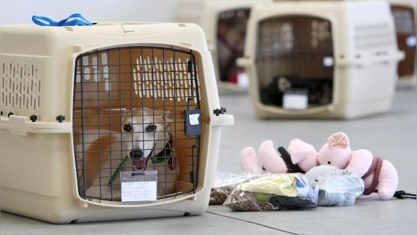 What is a pet insurance policy and how is it beneficial for your adorable pet? Details here