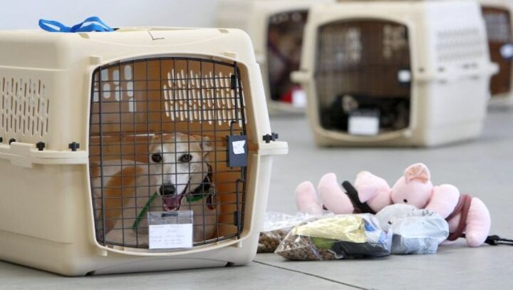 What is a pet insurance policy and how is it beneficial for your adorable pet? Details here