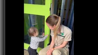 Watch: Toddler's attempt to 'break' into Melbourne Zoo leaves internet chuckling