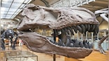 Toys for the rich: Do multimillion-dollar dinosaur auctions erode trust in science?