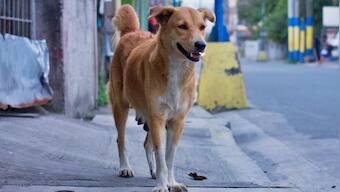 Seven-month-old dies after stray dog mauls child, tears out his intestines in Noida society