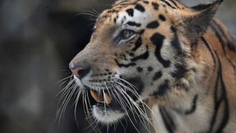The killing of ‘man-eater’ of Champaran, India’s controversial hunter, and the complexities of tiger conservation