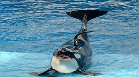 The big problem for endangered orcas? Inbreeding
