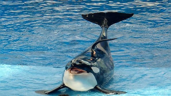 The big problem for endangered orcas? Inbreeding