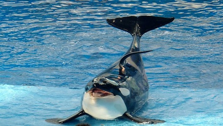 The big problem for endangered orcas? Inbreeding