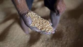 Centre hikes wheat MSP by Rs 110 to Rs 2,125 per quintal