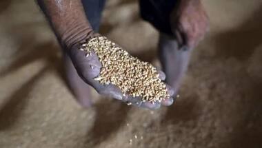 Centre hikes wheat MSP by Rs 110 to Rs 2,125 per quintal