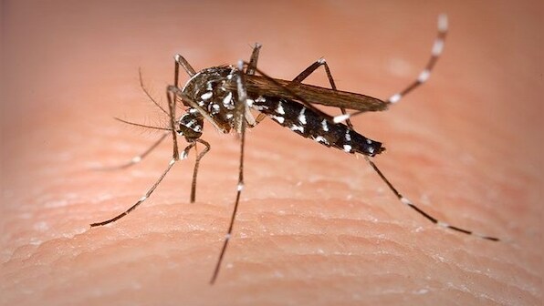 30 operations, coma, and amputated toes: How a mosquito nearly killed a man