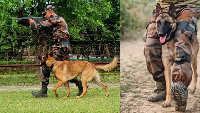 Kashmir: Before 'Axel' and 'Zoom', Army dog 'Backer' died in line of duty in 90s Kashmir: Before 'Axel' and 'Zoom', Army dog 'Backer' died in line of duty in 90s