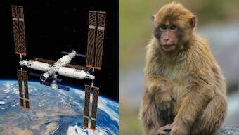 China plans to send monkeys to the Tiangong space station to study how they reproduce in space