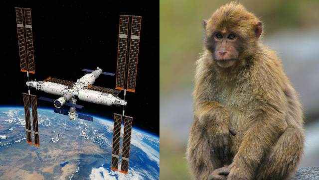 China plans to send monkeys to the Tiangong space station to study how they reproduce in space China plans to send monkeys to the Tiangong space station to study how they reproduce in space