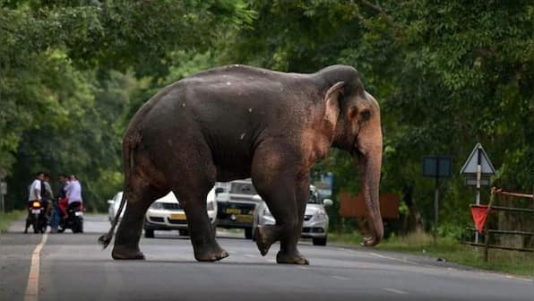 Viral video: Elephant obediently follows instructions to get X-ray at lab