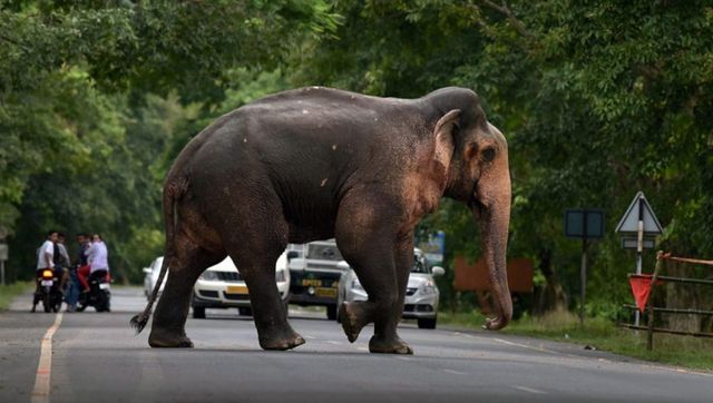 Viral video: Elephant obediently follows instructions to get X-ray at lab Viral video: Elephant obediently follows instructions to get X-ray at lab