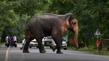 After drinking 'mahua' liquor, 24 elephants sleep for hours in Odisha forest