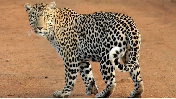 This leopard's 'fitness' routine will leave you inspired; watch