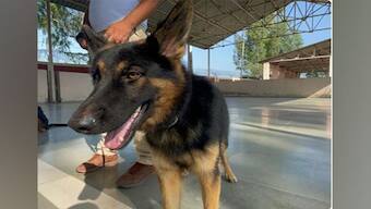 Noida imposes Rs 10,000 fine for mishap caused by pet animals from March 2023