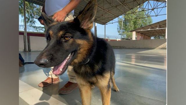 Noida imposes Rs 10,000 fine for mishap caused by pet animals from March 2023 Noida imposes Rs 10,000 fine for mishap caused by pet animals from March 2023