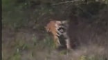 Watch: Tourists get a fright of their life as tiger charges at them with thunderous roar