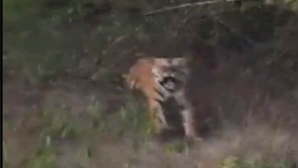 Watch: Tourists get a fright of their life as tiger charges at them with thunderous roar