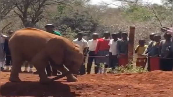 Watch: Adorable baby elephant overriding own trunk wins over internet