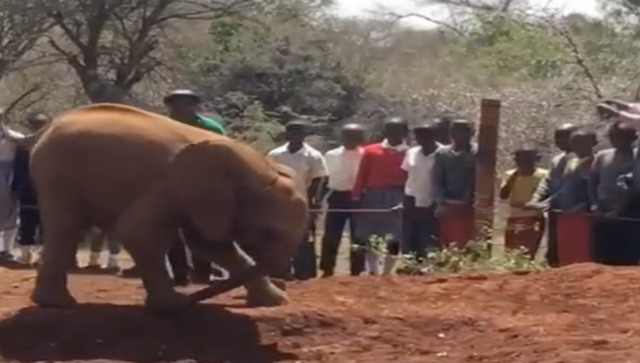 Watch: Adorable baby elephant overriding own trunk wins over internet Watch: Adorable baby elephant overriding own trunk wins over internet