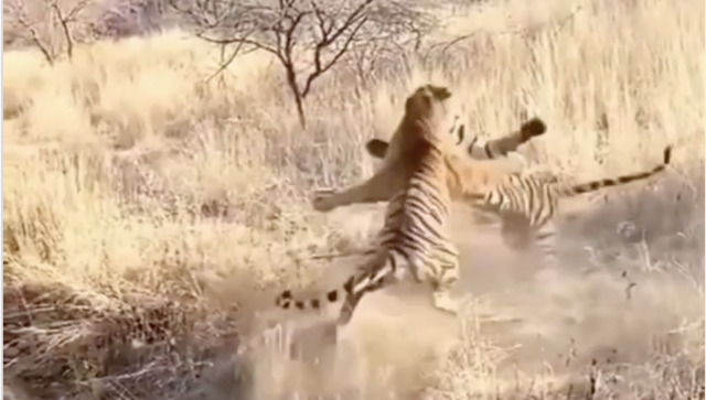 Chilling video of two tigers brutally fighting goes viral Chilling video of two tigers brutally fighting goes viral