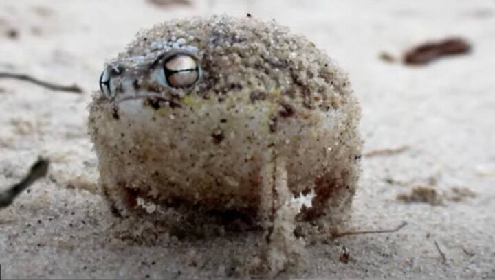Watch: Tiny angry frog makes toy-like sounds in adorable video