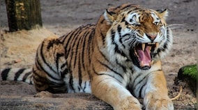 This video tweet by Raveena Tandon of visitors pelting stones at tiger enclosure in Bhopal prompts probe