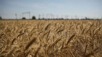 Food security, fuel, fertiliser supply issues likely to get worse with suspension of Black Sea Grain initiative: India