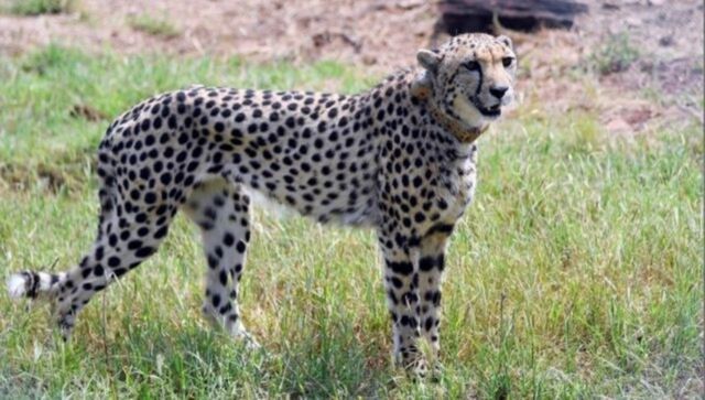 All eight Kuno Cheetahs to be shifted to bigger enclosure in November: Task force member All eight Kuno Cheetahs to be shifted to bigger enclosure in November: Task force member