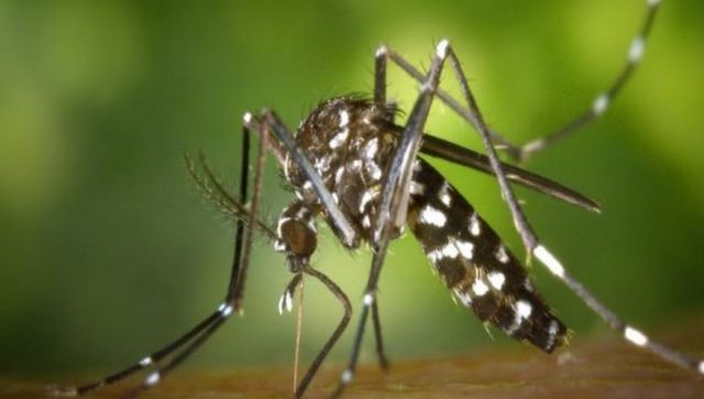 Invasive malaria mosquito spreading in Africa, researchers warn Invasive malaria mosquito spreading in Africa, researchers warn
