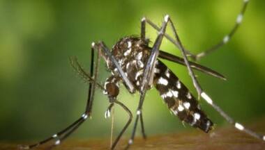 Invasive malaria mosquito spreading in Africa, researchers warn