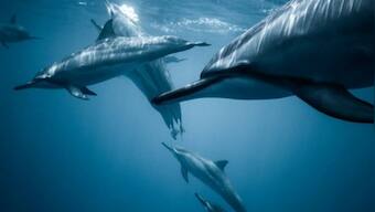 Blue whales consume up to 10 million pieces of microplastic every day: study