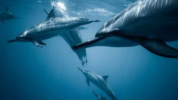 Blue whales consume up to 10 million pieces of microplastic every day: study